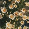 liliangrbach